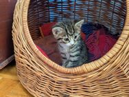 Kater Mix Waldkatze - Ohorn