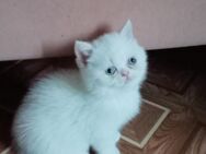Reinrassige Perser kitten - Neuwied