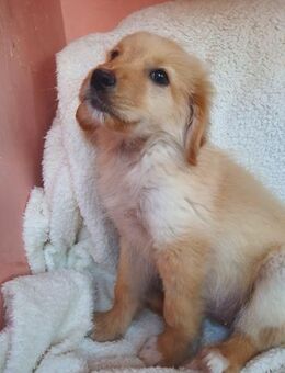 Verträumte Welpendame Skadi - Rambin