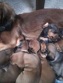 Dackelwelpen in 04617