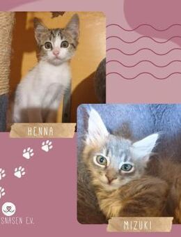 Kätzchen Henna und Mizuki kuscheln gern - Lalendorf