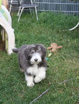 Welpen Bearded Collie drei Mädchen wir sind Bereit für die Welt - Nöda
