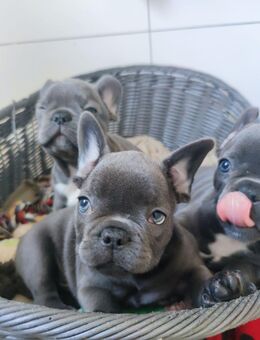 Französische Bulldoggenwelpen suchen ein neues Zuhause. - Bottrop
