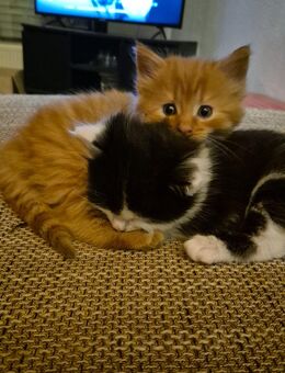 Zwei kleine Maine-coon Mix Kater 🐱 suchen ihr zukünftiges Zuhause 🏡 - Gornhausen