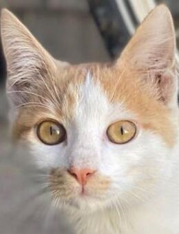 Miro, geb. ca. 06/2025, GRIECHENLAND - Markdorf