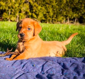 Zuckersüße Labrador Welpen