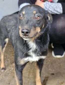 Rio 💗 Herzenshund sucht Familie! - Hamburg