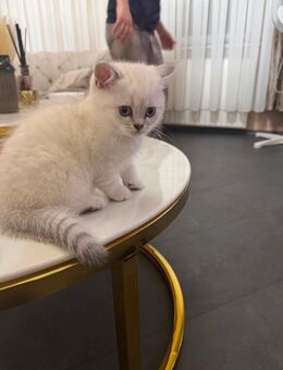 Nich 1 Bkh kitten Abzugeben - Gelsenkirchen