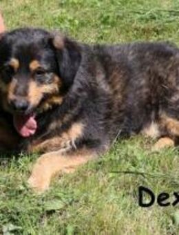 Dex Schluss mit Geschwister-WG, ... - Kissing