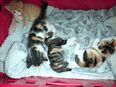 Kitten abzugeben in 94315