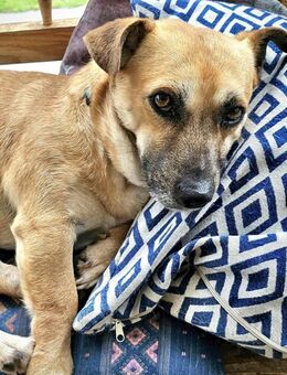 Kleiner Sonnenschein Lio... - Koblenz