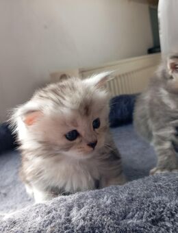 Flauschige Maine Coon / Perser Mix kitten - Mücke