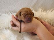 Labrador Welpe foxred m.P. - Ittlingen