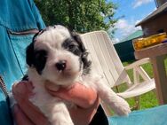 3 Maltipoo Welpen geboren am 23.04.25 geboren suchen liebes zu Hause für immer - Bakum