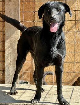 Nisha, ein sportliches Mädel - Weilheim (Oberbayern)