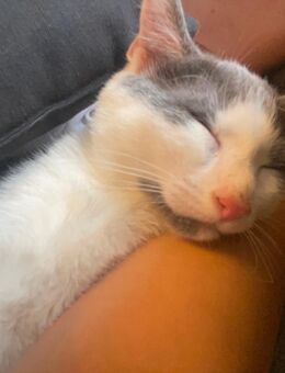 Süße Kater sucht ein zu Hause - Saarbrücken