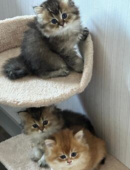 Bkh Blh Kitten - Neuenkirchen-Vörden