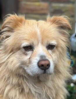 Legolas, kleiner Herzensbrecher - Leonberg (Baden-Württemberg)