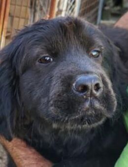 ARCHIE🩵Familien-Chow-Chow-Retriever-Mix - Hamburg
