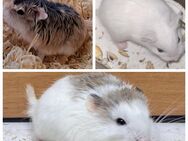 junge verschiedenfarbige Roborowski Zwerghamster Hamster - Neustadt (Sachsen) Hohwald