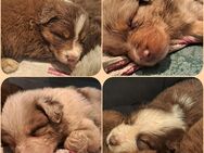 Australian Shepherd Welpen - Crimmitschau