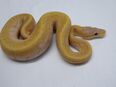 Königspython / Coral Glow Pinstripe 1.0 in 93158