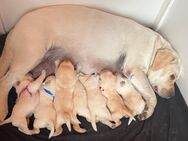 Reinrassige Labrador Welpen - Bergheim (Nordrhein-Westfalen)
