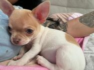 Chihuahua Welpen suchen ein neues Zuhause - Euskirchen Zentrum
