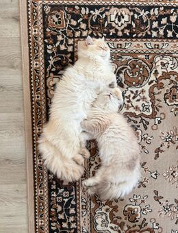 Britisch Langhaar Kitten - Lübeck