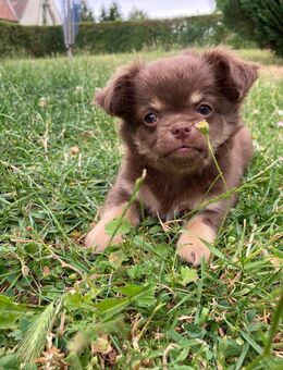 Chihuahua Welpe Rüde reinrassig Schoko Tricolor Langhaar - Lanitz-Hassel-Tal