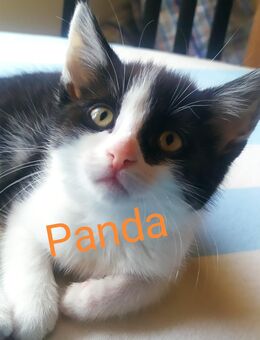 Babykatze, Kitty, ein Mädchen - Aufhausen