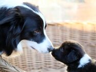 Border Collie Welpen - Tamm