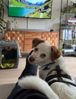 tolle kleine Hündin, Foxy, 38cm, 6kg - Köln