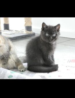 BKH, Kitten, Britisch Kurzhaar, Kater - Niederfischbach