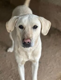 PALLINO - er braucht Zeit zum Ankommen - Dänischenhagen