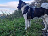American Akita ,, Nanuk" - Grub AR