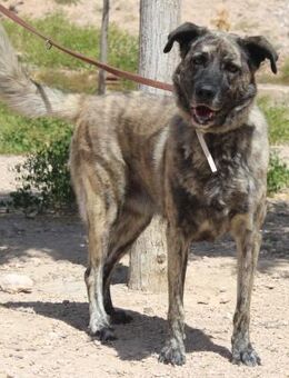 Lusy sucht ihre Familie - Bedburg