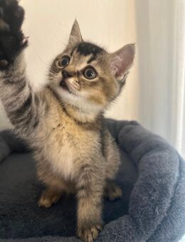 BKH und BHL kitten - Dachau