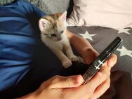 4 junge Kätzchen suchen ein neues zuhause - Bordelum