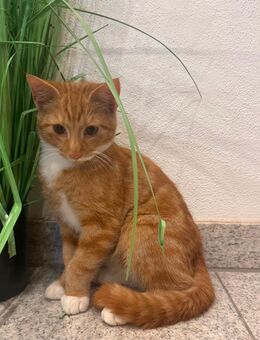 hübscher, verschmuster roter Babykater - Adlkofen