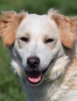 Angus - scheu + ängstlich, braucht Zeit - Lohmar