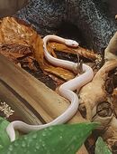 Kornnatter sucht neues zu Hause in 93053