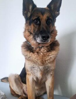 Leo 💗sanfter, verschmuster Familienhund - Hamburg