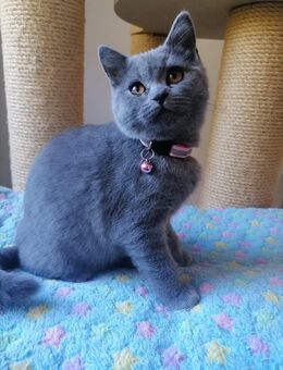 2 BKH Kitten in Blue mit Stammbaum - Kirchheimbolanden