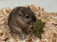 2 Rennmaus Mädels inklusive eingerichtetes Terrarium - Heinsberg