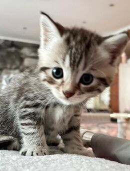 BKH Kitten aufwachsend mit Hund - Bottrop