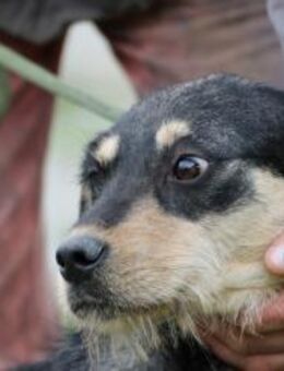 Ginley - verspielter Jungrüde - Lohra