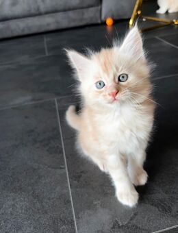 Wunderschöne Maine Coon Kitten - Helsa