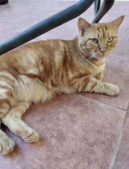 Herzenskater Ramiro in Bad Vilbel(ALO) - Geisenheim