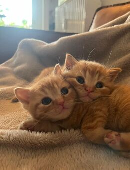 Reinrassige BKH-Kitten suchen ein liebevolles Zuhause - Köln